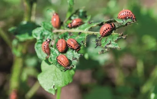 Колорадский-жук-насекомое-Описание-особенности-образ-жизни-и-среда-обитания-жука-7