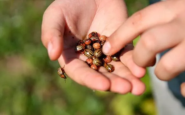 Колорадский-жук-насекомое-Описание-особенности-образ-жизни-и-среда-обитания-жука-9