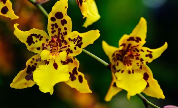 Жёлтые цветки Камбрии
