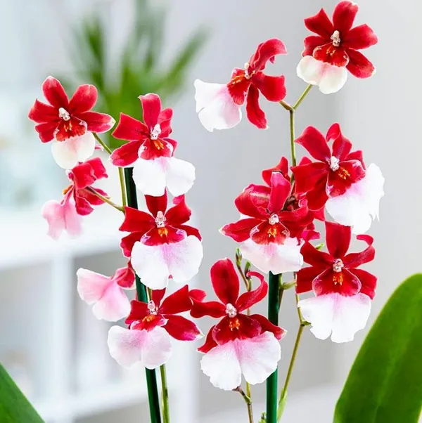 Комнатная камбрия — пёстрая орхидея-звездочка. Орхидея камбрия как ухаживать в домашних условиях. 3