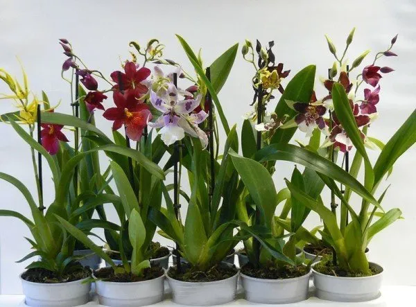 Орхидеи Камбрии