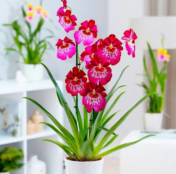 Комнатная камбрия — пёстрая орхидея-звездочка. Орхидея камбрия как ухаживать в домашних условиях. 4