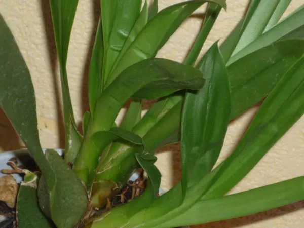 Комнатная камбрия — пёстрая орхидея-звездочка. Орхидея камбрия как ухаживать в домашних условиях. 10