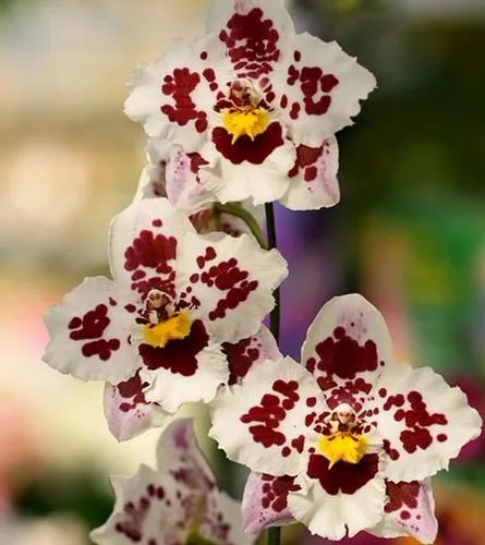 Комнатная камбрия — пёстрая орхидея-звездочка. Орхидея камбрия как ухаживать в домашних условиях. 7