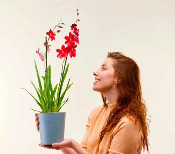 Комнатная камбрия — пёстрая орхидея-звездочка. Орхидея камбрия как ухаживать в домашних условиях. 2