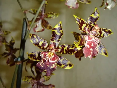 Комнатная камбрия — пёстрая орхидея-звездочка. Орхидея камбрия как ухаживать в домашних условиях. 14