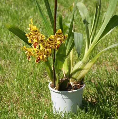 Комнатная камбрия — пёстрая орхидея-звездочка. Орхидея камбрия как ухаживать в домашних условиях. 8