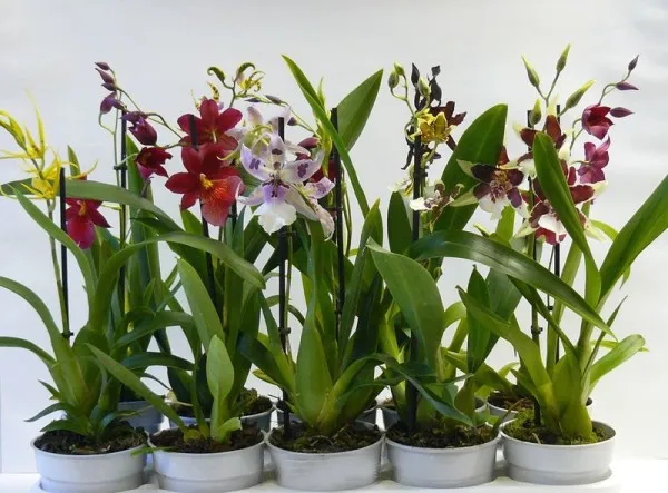 Комнатная камбрия — пёстрая орхидея-звездочка. Орхидея камбрия как ухаживать в домашних условиях. 12