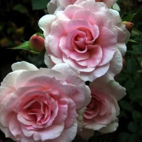 Парковые розы: сорта и правила ухода. Роза парковая что это такое. 6