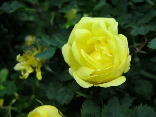 Роза (шиповник) вонючая, или желтая (Rosa foetida Herrm)