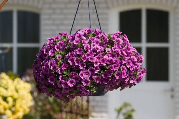 Для вертикальных, висячих садов и цветущих стен используют только ампельные сорта петуний