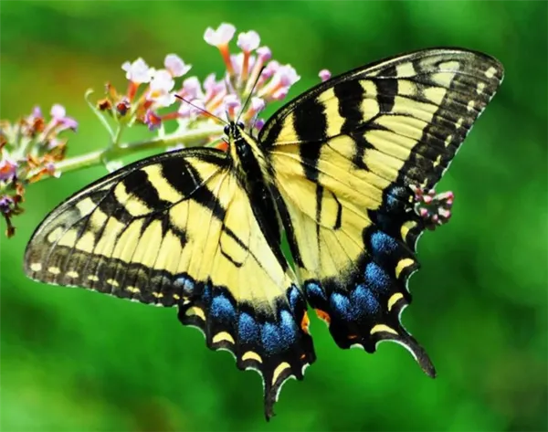 Парусники (Papilionidae)