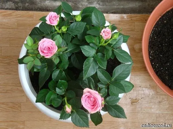 Роза-патио-цветок-Описание-особенности-и-уход-за-розой-патио-7