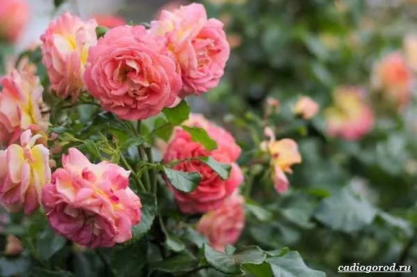 Роза-патио-цветок-Описание-особенности-и-уход-за-розой-патио-1