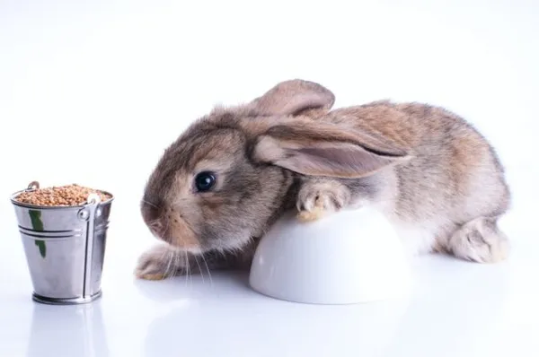 Чем кормить кроликов в домашних условиях. Что едят кролики в домашних условиях список. 2