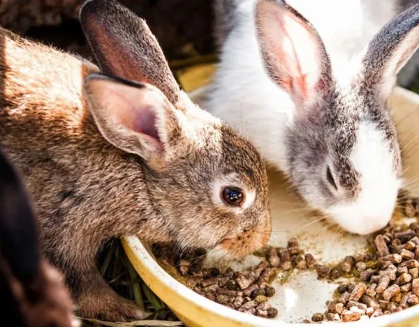 Чем кормить кроликов в домашних условиях. Что едят кролики в домашних условиях список. 4