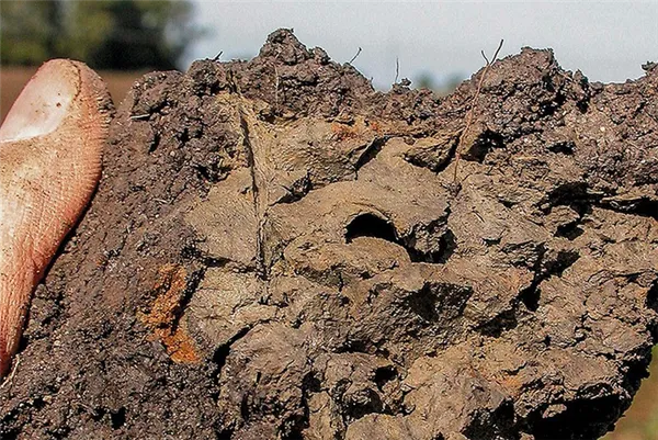 способ определения механического состава почвы - легкий суглинок