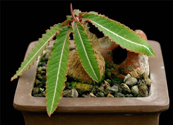 комнатное растение эуфорбия