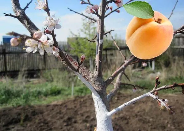 Выращивание абрикоса – правила, тонкости посадки и полезные рекомендации по уходу. Как ухаживать за абрикосом. 3