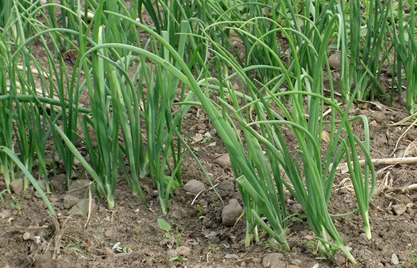 Посадка лука чернушки весной в открытый грунт