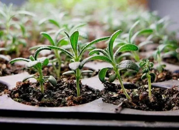 Выращивание розмарина через рассаду: сроки и правила посева, ухода, пикировки. Розмарин как вырастить в домашних условиях. 8