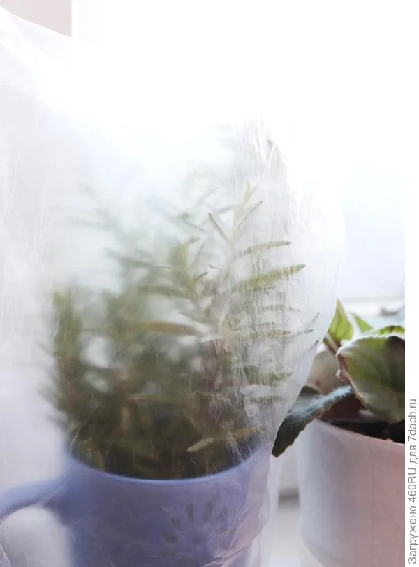 Выращивание розмарина через рассаду: сроки и правила посева, ухода, пикировки. Розмарин как вырастить в домашних условиях. 2