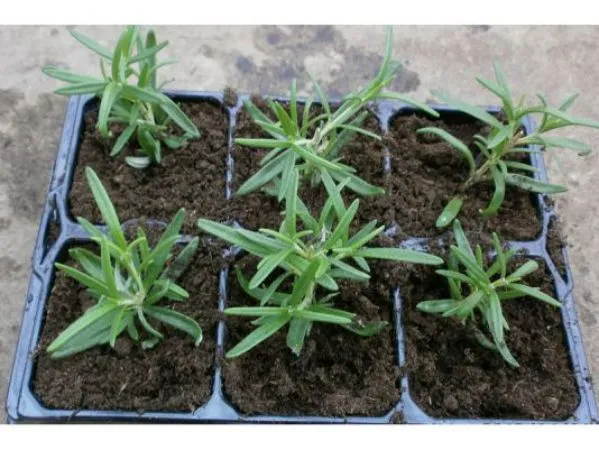 Выращивание розмарина через рассаду: сроки и правила посева, ухода, пикировки. Розмарин как вырастить в домашних условиях. 10