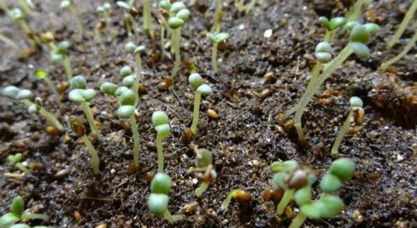 Выращивание розмарина через рассаду: сроки и правила посева, ухода, пикировки. Розмарин как вырастить в домашних условиях. 9