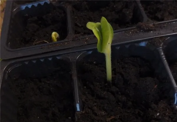 Выращивание голосемянной тыквы. Голосеменная тыква что это такое. 3