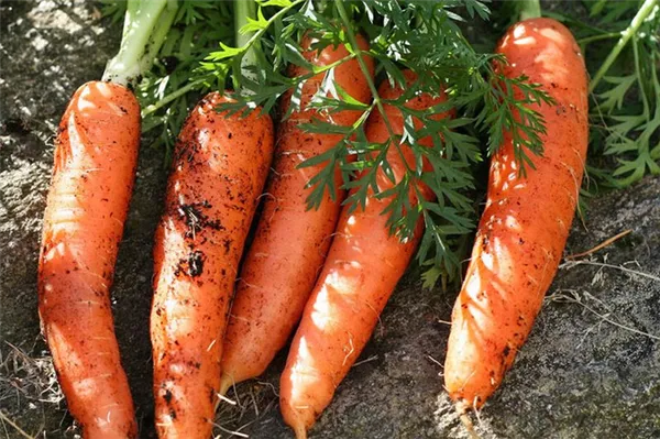 Почему морковь оранжевого цвета. Какие вещества обуславливают цвет моркови. 5