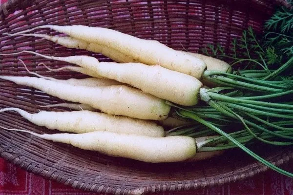 Белая морковь