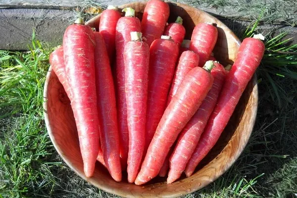 Красная морковь