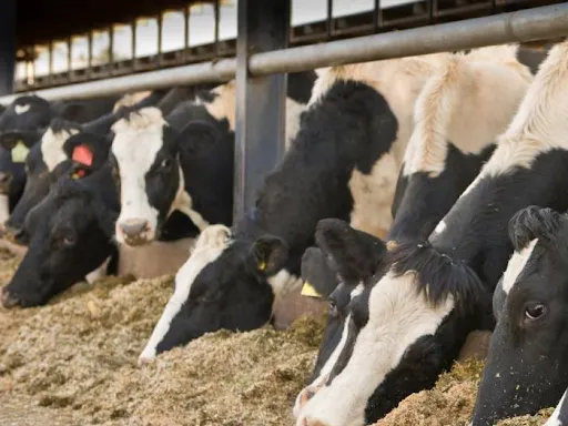 Особенности и правила кормления коров в сухостойный период. Что такое сухостойный период. 2