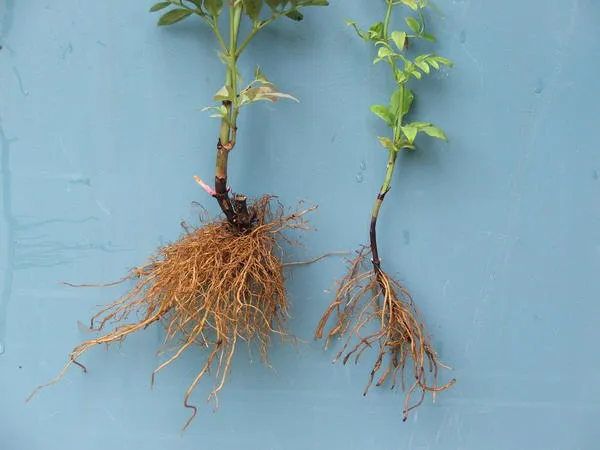 Главные критерии качества саженца - состояние корней и количество хорошо развитых вегетативных почек