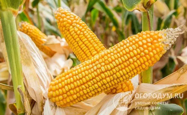 На юге России, благодаря ранним посадкам кукурузы, на освободившейся площади удается собрать второй урожай, который поспевает уже к концу сентября