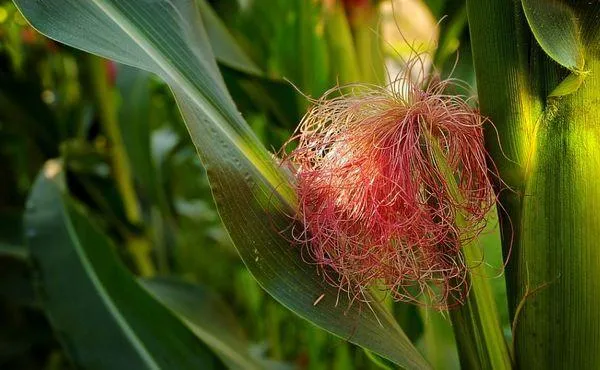 Цветущая кукуруза