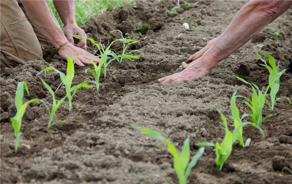 Как вырастить кукурузу рассадным способом. Когда сажать кукурузу на рассаду. 4