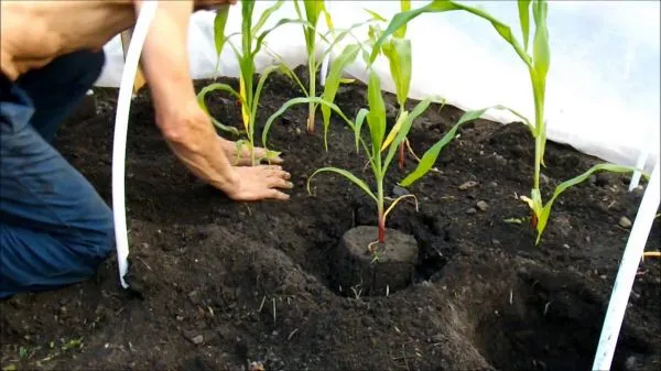 Как вырастить кукурузу рассадным способом. Когда сажать кукурузу на рассаду. 9