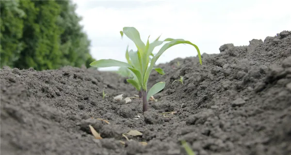 как вырастить кукурузу