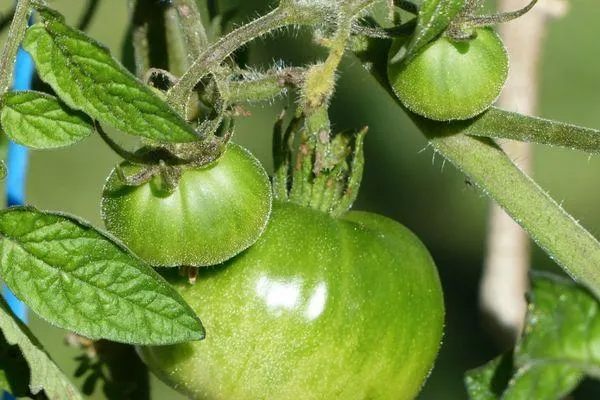 Самые эффективные способы дозревания томатов дома. Куда положить помидоры для дозревания. 2