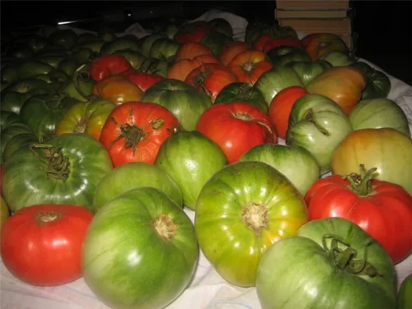 Самые эффективные способы дозревания томатов дома. Куда положить помидоры для дозревания. 4