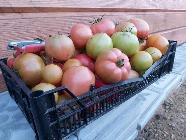 Фото помидоров в ящиках