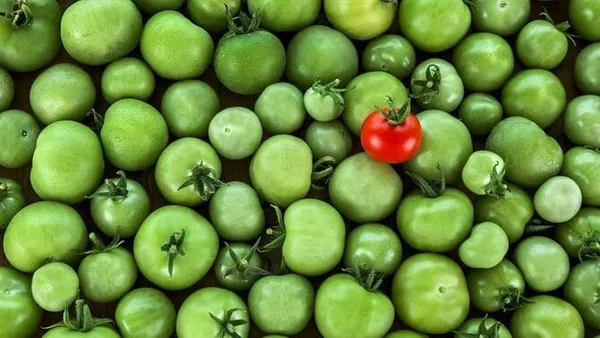 Фото дозревания зеленых помидоров