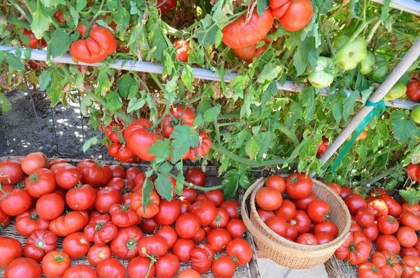 Основные правила обработки томатов борной кислотой: готовим раствор и опрыскиваем, не допуская ошибок. Как полить борной кислотой помидоры. 2