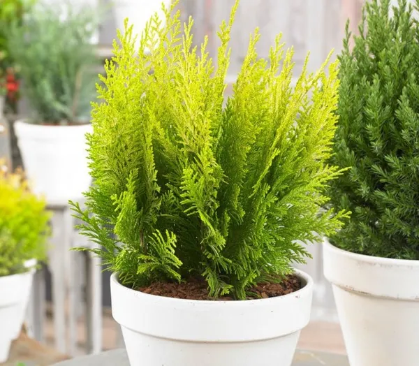 Сортовые растения с оригинальными окрасами более светолюбивы, чем простые зеленые кипарисовики