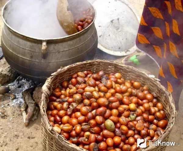 Плоды ши в Буркина-Фасо