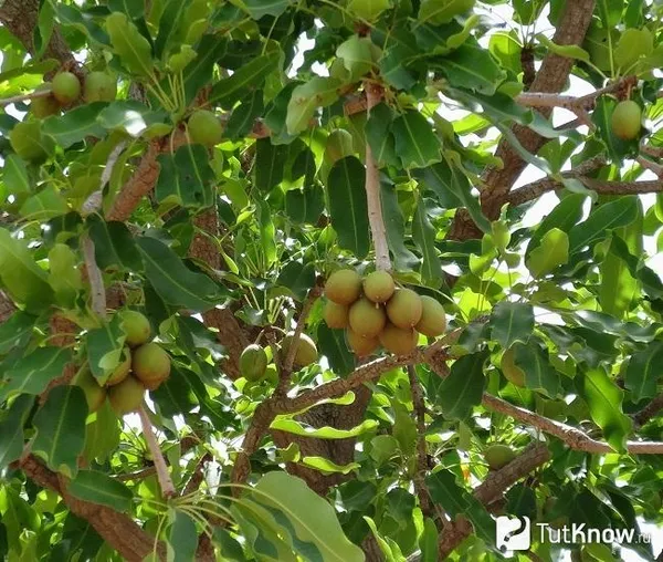 Плоды карите на дереве