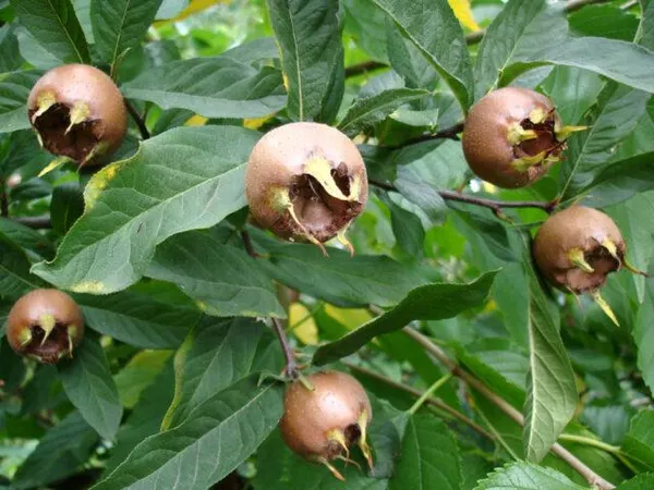 Мушмула кавказская (абхазская): фото дерева и плодов, выращивание в домашних условиях. Кавказский мушмула что это. 4