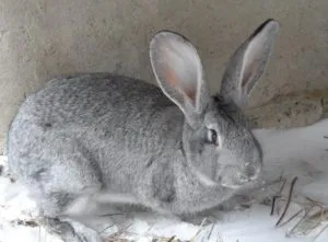 Список лучших пород кроликов. Какая порода кроликов самая устойчивая к болезням. 4