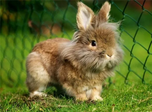 самые красивые кролики